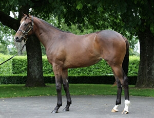 Za Moulin Rouge Yearling